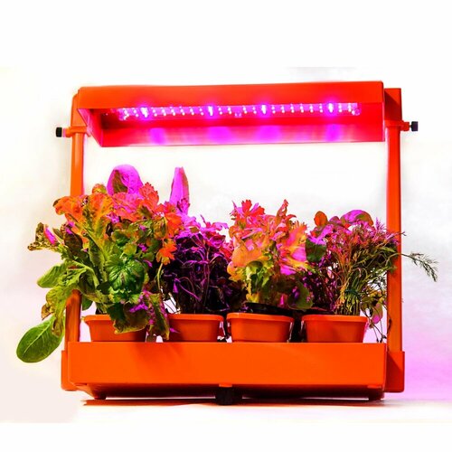 ���������� ���� ������ �������, ���������, ��� ��������, �������, ���������