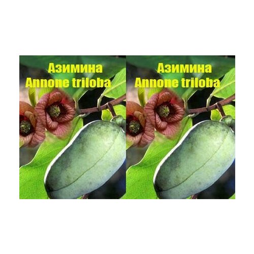 (Annone triloba)   , -, 