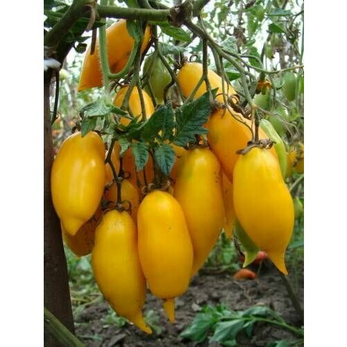 ���������� ������������� ������ ������ ������� ���������