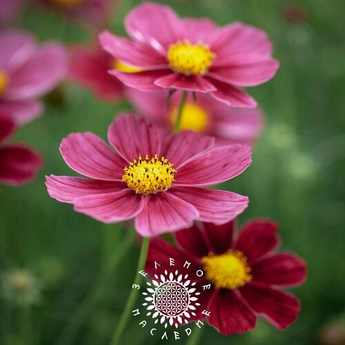    -  (. Cosmos bipinnatus) 30   Green Legacy