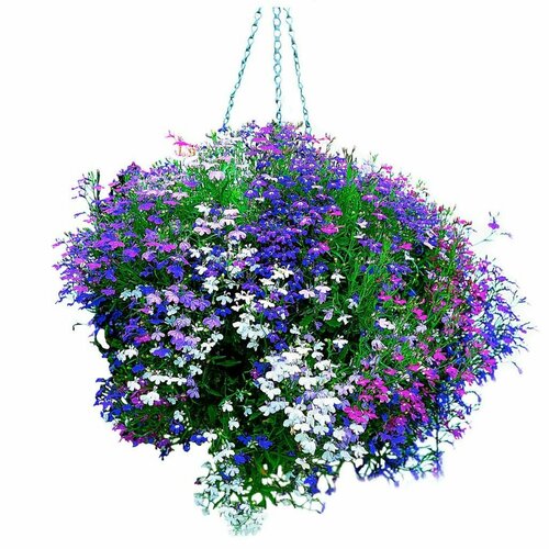 ���������� ������� ������ �����, ��������������� ���������� ��������� �����, �������� ��� ������ ����� �������, ���������� ����� �� ������, 1100 �����