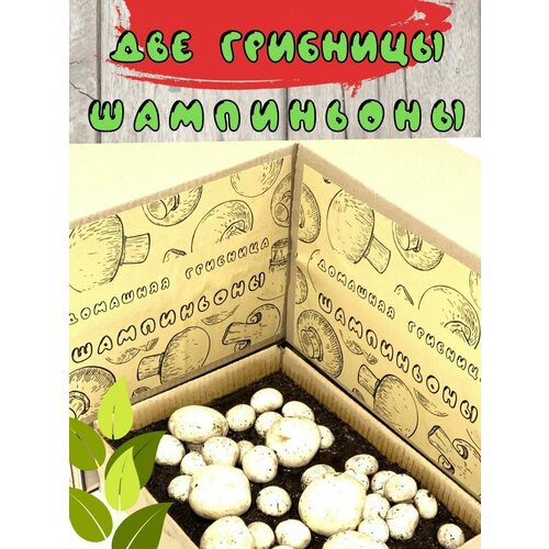 ���������� �������� ����������� ����� ����������� 2 ��. ������� ����� ���! ������� �����.