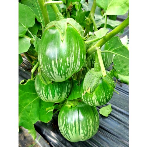      (Cambodian Green Giant) / Seeds And Goods /   zip-lock   10    , -, 