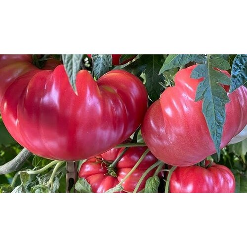 ���������� ������������� ������ ������ ��������� ��������