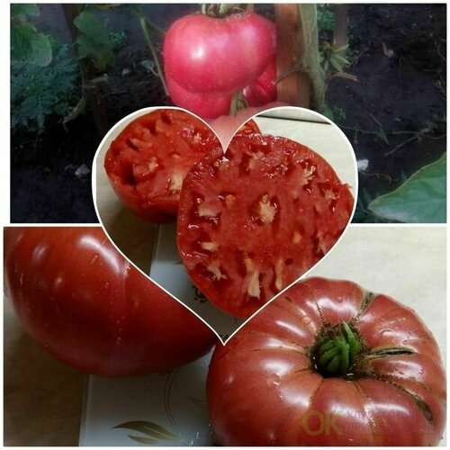 ���������� ������������� ������ ������ ����������� ������� �������