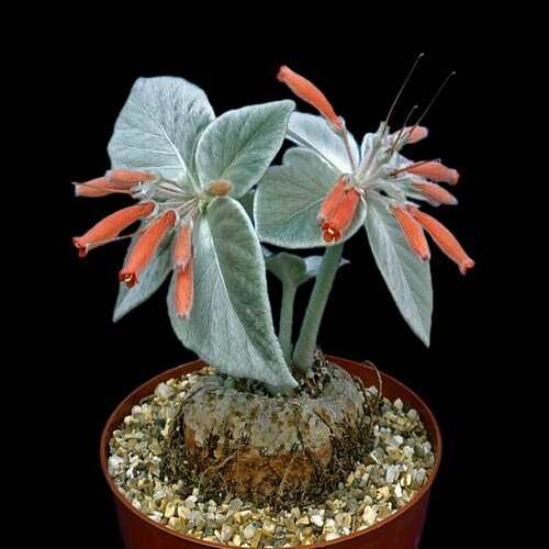 ���������� ��������� ����������, Sinningia Leucotricha, �����������, ������