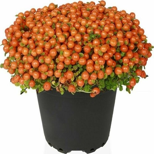 ���������� �������, ������