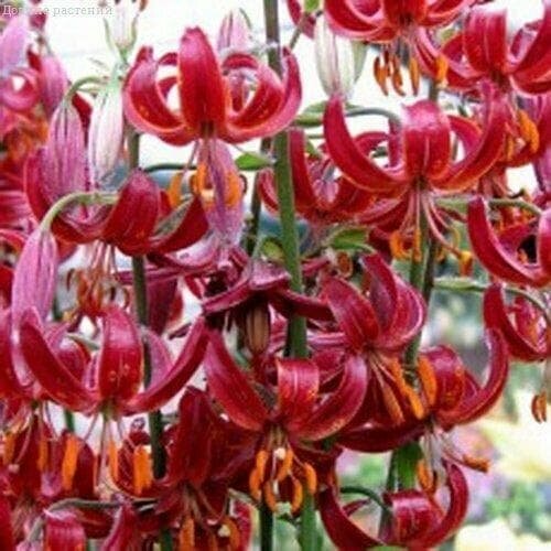 ���������� ����� ������ ����� (� ������) (1 �������� � ������ p9). Holland Bulbs (���������)