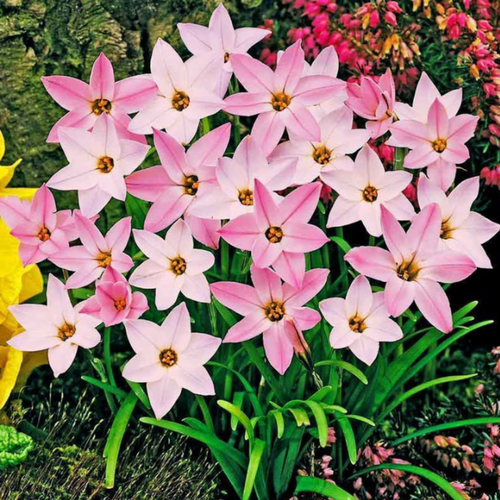 ���������� �������� ������, bulbs servise, ������ �������� ������� ( 10 ���� )