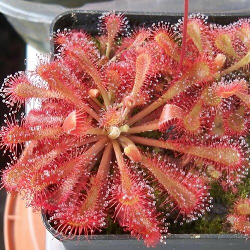 ���������� ������ ��������� �������, Drosera Spatulata var. Lovelle 10+ ��, ������ ��������, ��������� ���