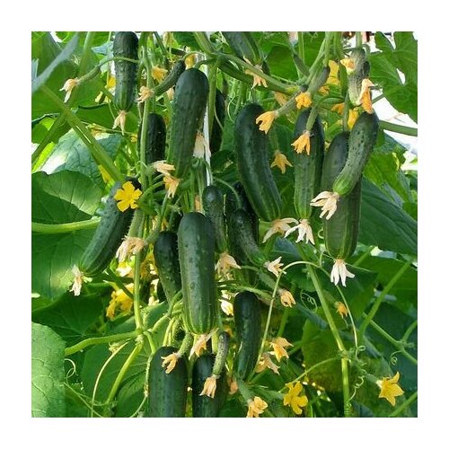 ���������� ������������� ������ ������ ��������� F1