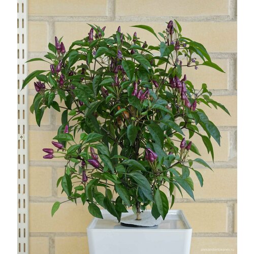 ���������� ������ ����� Explosive Ember (5 ����) ������������, ��������� ����