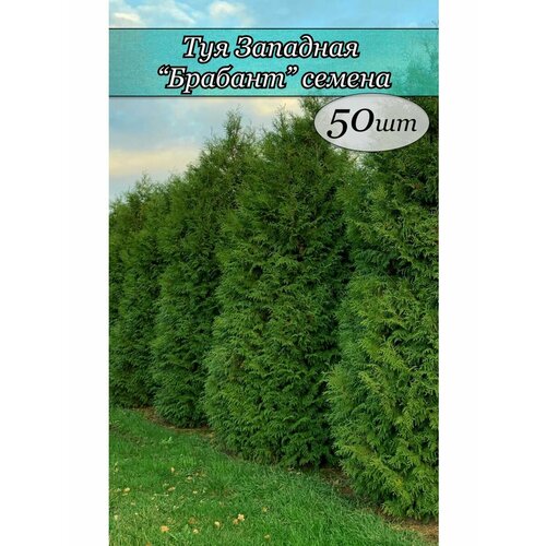 ���������� ��� �������� ������� ������ 50 ��