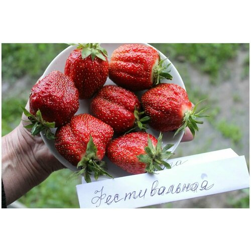 ���������� ������ �������� ������������, 50 ��