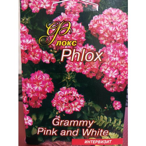  Phlox Grammy Pink and White    , -, 