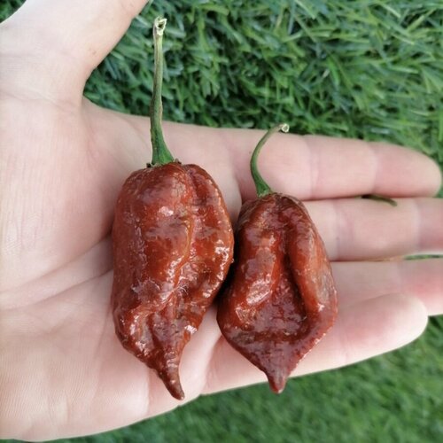 ���������� ������ ������ ����� ������ Carolina Reaper Chocolate, �������� ����� ������� 5 ��.