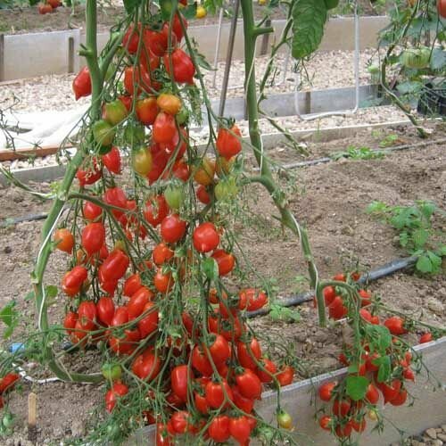 ���������� ������������� ������ ������ ����������� �������