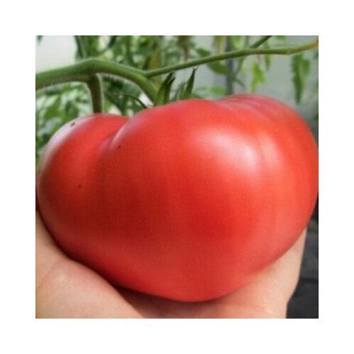 ���������� ������������� ������ ������ ����������� �������� ������