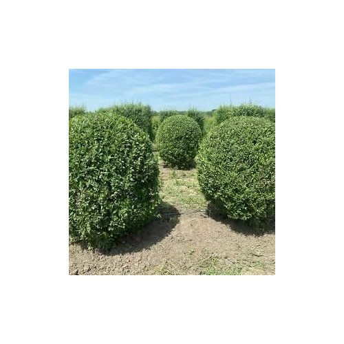 ���������� ������ ��� ������������ 20 ����