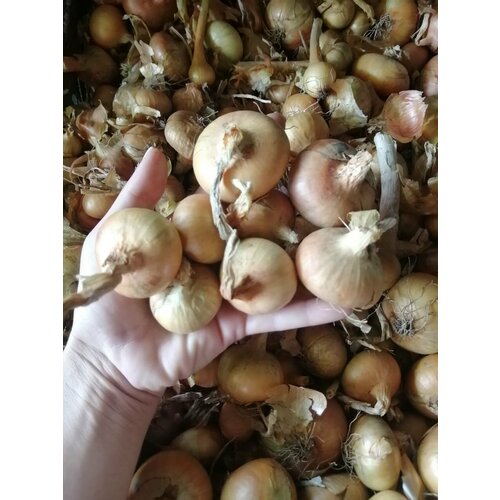 ���������� ��� �������� ������/�������� 250��.