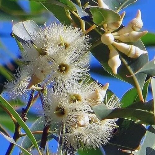     , Eucalyptus tereticornis 500 .   , -, 
