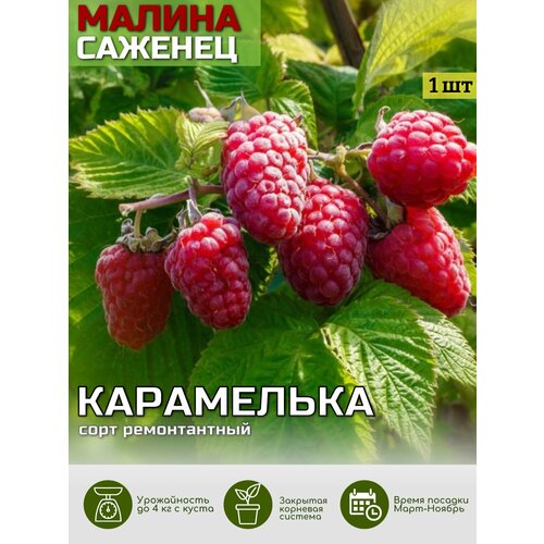 ���������� ������ ���������� ������� ���