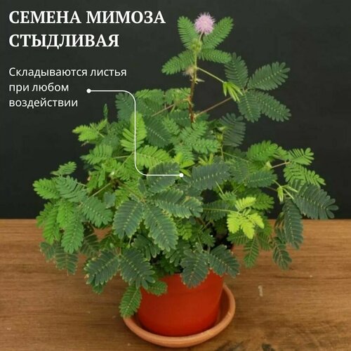    (Mimosa pudica) 5 .     , -, 