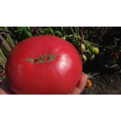 ���������� ������������� ������ ������ ���������� �����������