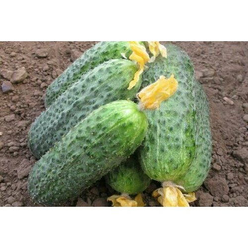 ���������� ������������� ������ ������ ������� F1