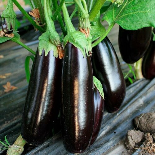 ���������� �������� ������, ��������� ������������� ��� ������, ���������� ����������, 25 �����