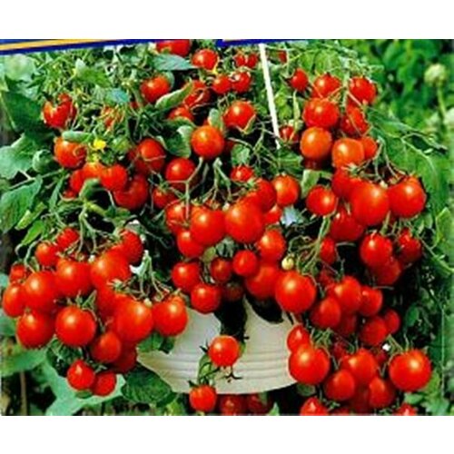 ���������� ������ ������ �������� ��� ������� (Tumbling Tom Red) / Seeds And Goods / � �������� zip-lock ��� ���������� 10 �����