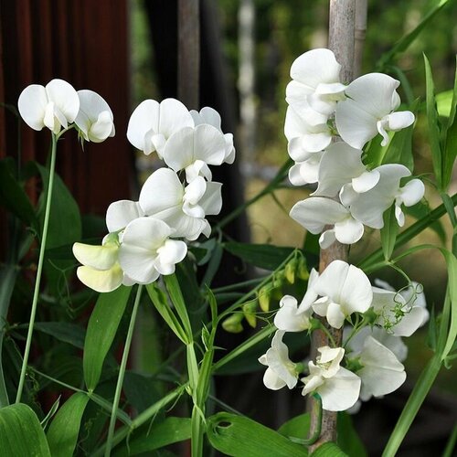 ���������� ������� ����������� �������� ������ �����, ����������� ����������� � �������� ��������, ����� ��� ������� � �����, ������������ �������, 9 �����