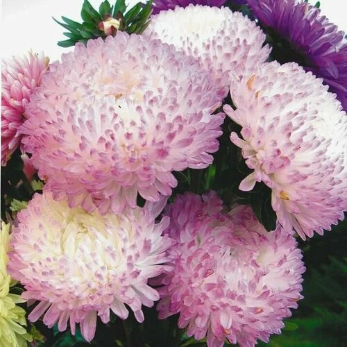 ���������� ����� ����������� ������� ���������, �������� �������� �� ������: �������� ���������� � ���������� �����, 10 �����