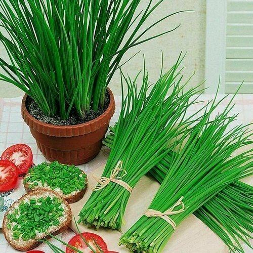 ���������� ������������� ������ ���� ����� ��������