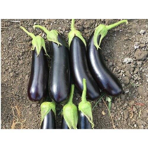 ���������� ������������� ������ ��������� ������ F1