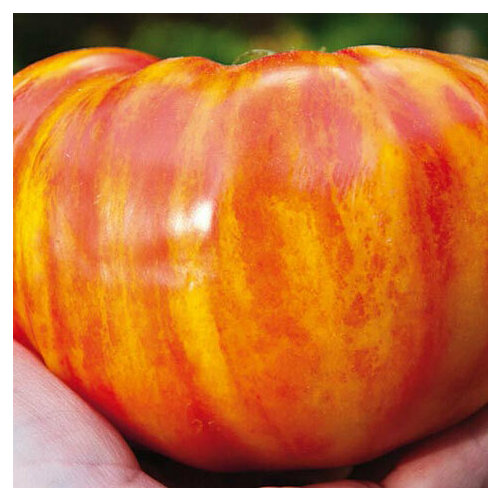 ���������� ������������� ������ ������ ������� ������