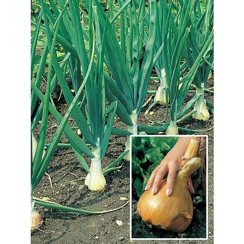 ���������� ������������� ������ ���� �������� ����� �����