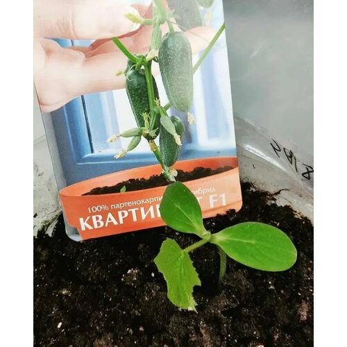 ���������� ������������� ������ ������ ���������� F1