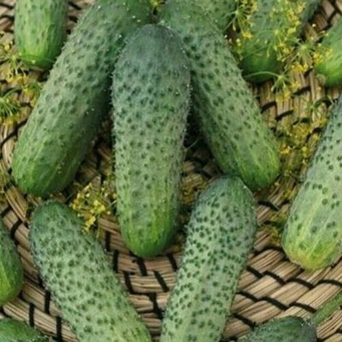 ���������� ������������� ������ ������ F1 ������ �����