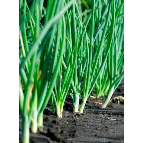 ���������� ������������� ������ ���� ����� ���������