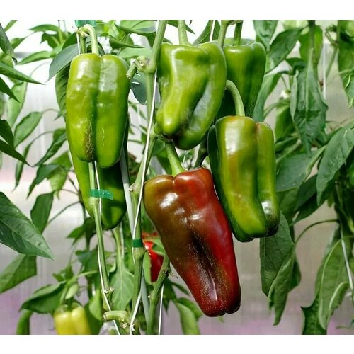 ���������� ������������� ������ ����� �������� ������ F1