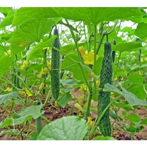 ���������� ������������� ������ ������ F1 ��������� �����������