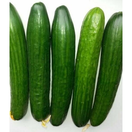 ���������� ������������� ������ ������ F1 ���������� ��������