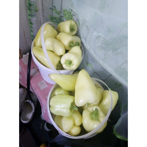 ���������� ������������� ������ ����� �������� ����� ���� F1