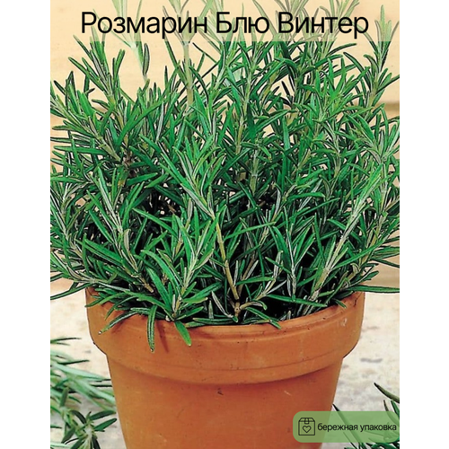 ���������� �������� 