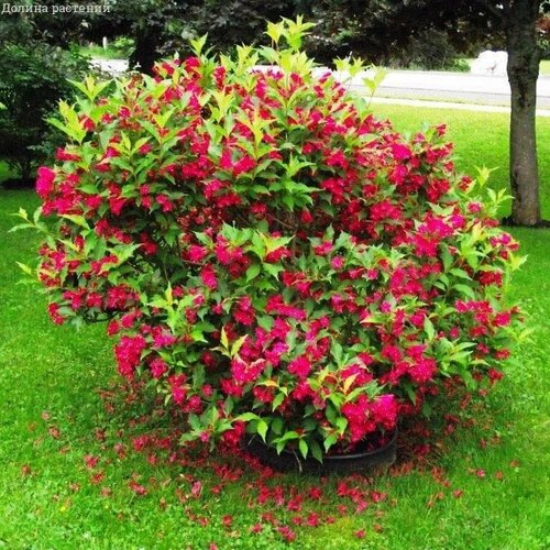 ���������� ������� ��� ����� (1 �������)