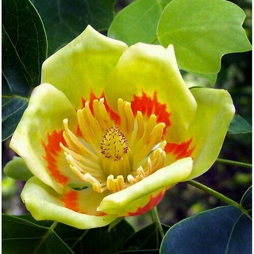  (Liriodendron tulipifera)   , -, 