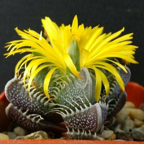 ���������� �������� �������� �����, Faucaria Tigrina, ���������, ����� �����, ������