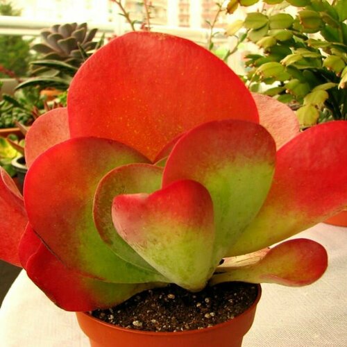 ���������� �������� �����, Kalanchoe Luciae, ������