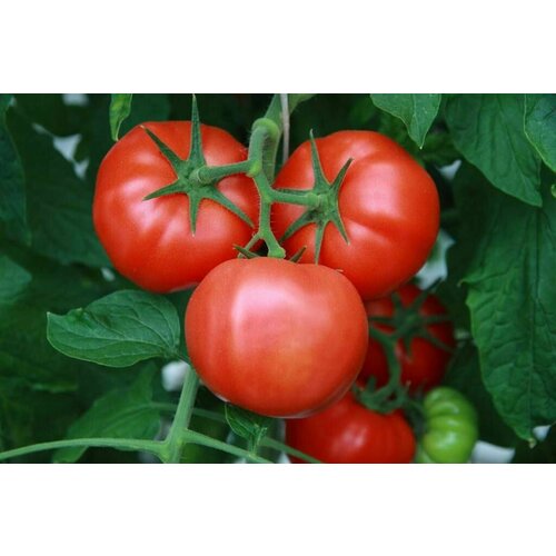 ���������� ������������� ������ ������ ����������� �����������